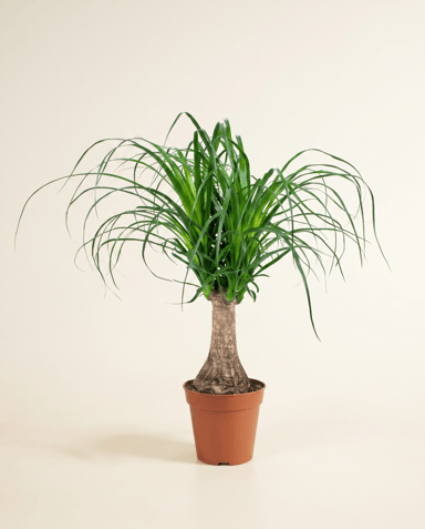 Beaucarnea Ponytail palm Recurvata