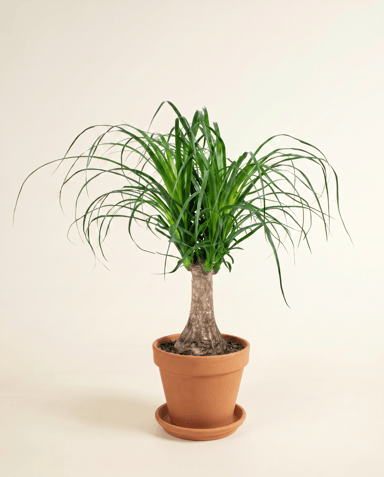 Beaucarnea Ponytail palm Recurvata