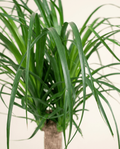 Beaucarnea Ponytail palm Recurvata