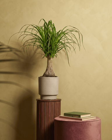 Beaucarnea Ponytail palm Recurvata