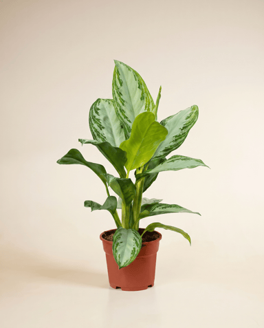 Aglaonema Chinese Evergreen Silver Bay