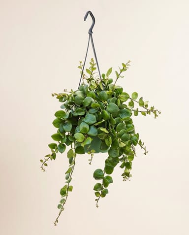 Lepismium Rutenkaktus Bolivianum