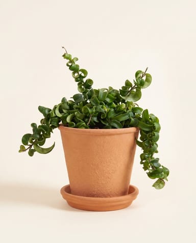 Aeschynanthus Lippenstiftpflanze Rasta