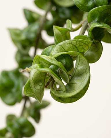Aeschynanthus Lippenstiftpflanze Rasta