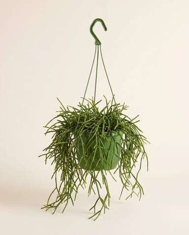 Rhipsalis Rutenkaktus Heteroclada