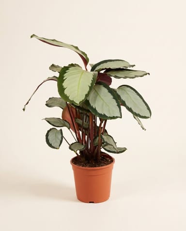 Calathea Korbmarante Picturata