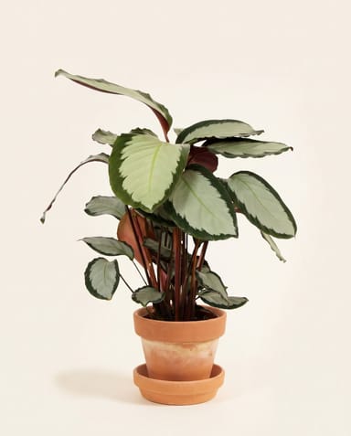 Calathea Korbmarante Picturata