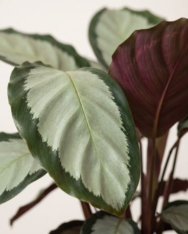 Calathea Korbmarante Picturata