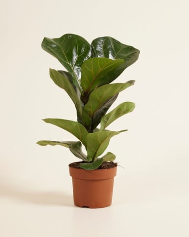 Ficus Figuier Lyrata