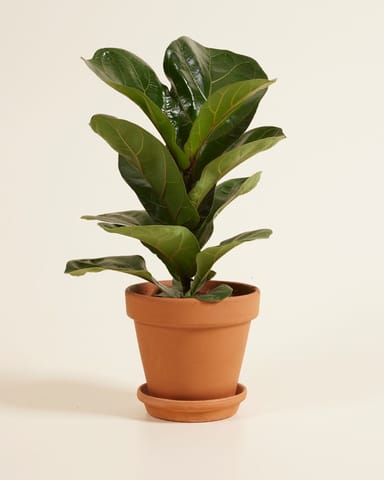 Ficus Figuier Lyrata