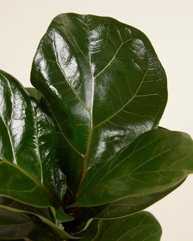 Ficus Figuier Lyrata