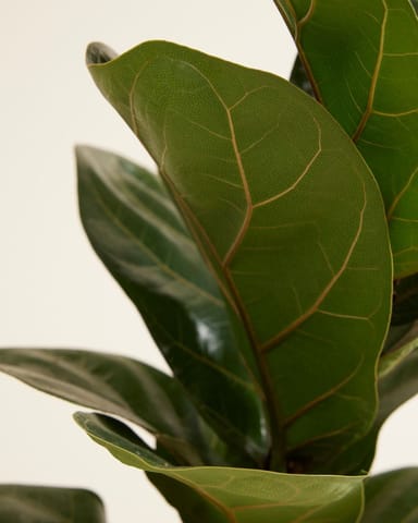 Ficus Figuier Lyrata