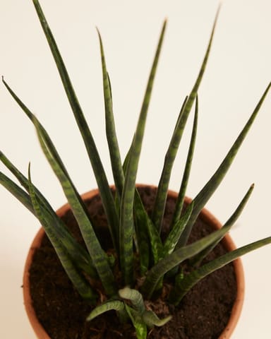 Sansevieria Snake plant Fernwood Mikado