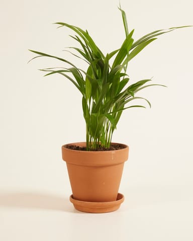 Dypsis Palmier Areca Lutescens