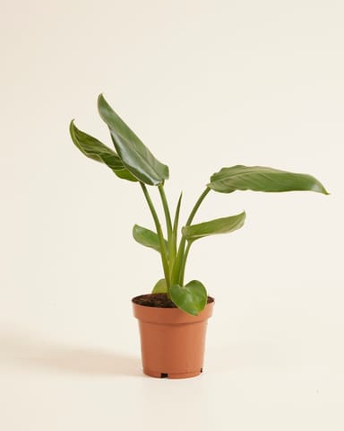 Strelitzia Reginae Paradiesvogelblume  Paradiesvogelblume