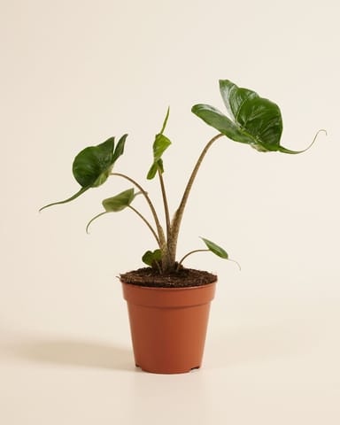 Alocasia Oreille d'éléphant Stingray