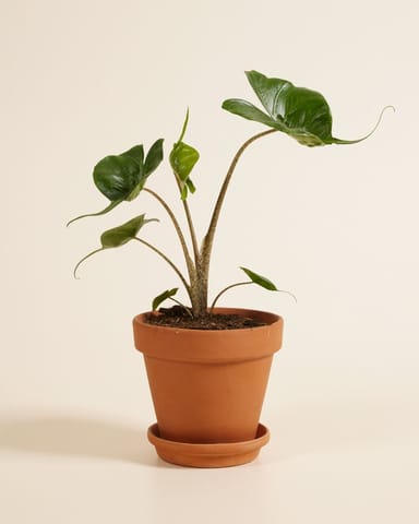 Alocasia Oreille d'éléphant Stingray