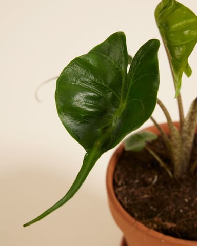 Alocasia Oreille d'éléphant Stingray