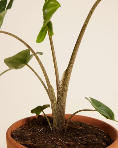 Alocasia Oreille d'éléphant Stingray
