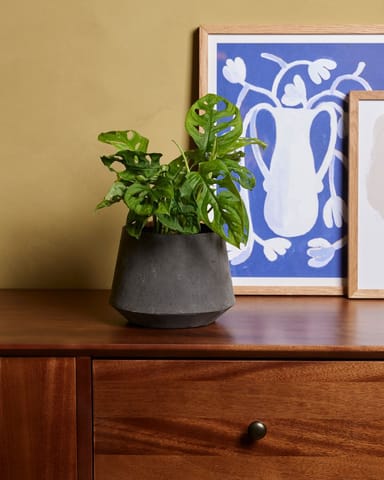 Monstera Adansonii Fensterblatt Monkey Mask