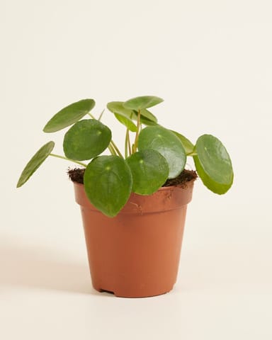 Pilea Peperomioides Plante à monnaie chinoise Plante à Monnaie Chinoise