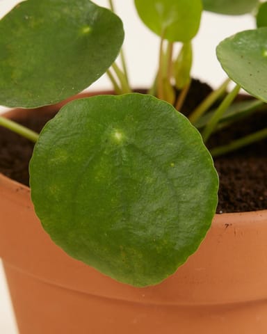 Pilea Peperomioides Plante à monnaie chinoise Plante à Monnaie Chinoise