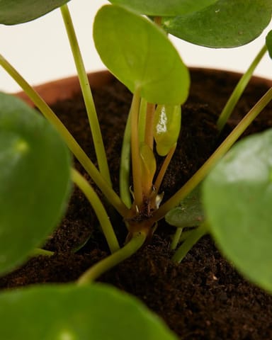 Pilea Peperomioides Plante à monnaie chinoise Plante à Monnaie Chinoise