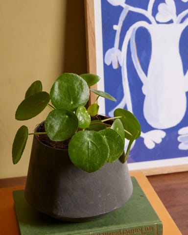 Pilea Peperomioides Plante à monnaie chinoise Plante à Monnaie Chinoise
