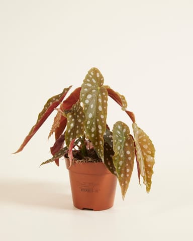 Begonia Polka dot Maculata