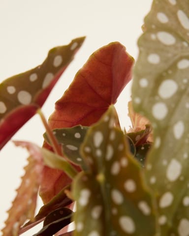Begonia Polka dot Maculata