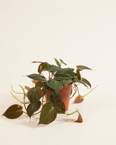 Philodendron Heartleaf Scandens Micans