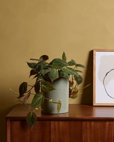 Philodendron Heartleaf Scandens Micans