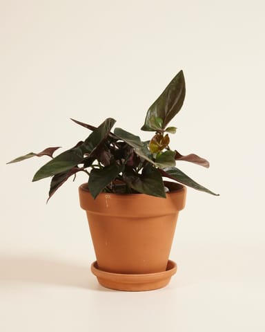 Syngonium Arrowhead Red Arrow