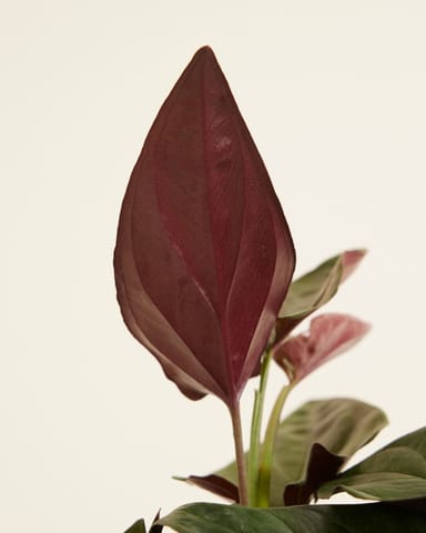 Syngonium Arrowhead Red Arrow