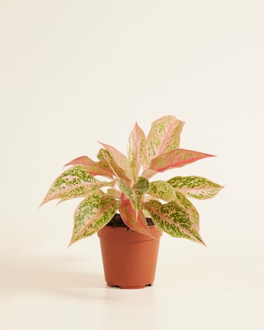 Aglaonema Aglaonème Prosperity