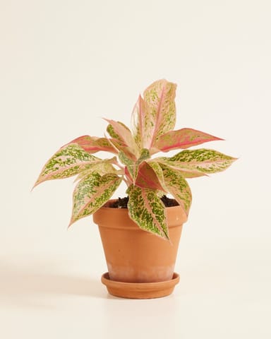 Aglaonema Aglaonème Prosperity