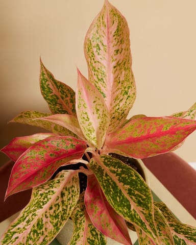 Aglaonema Aglaonème Prosperity
