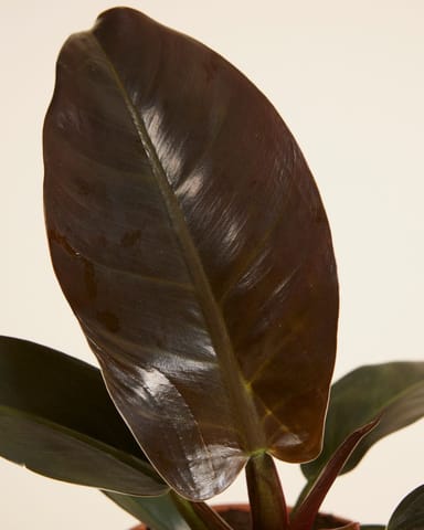 Philodendron Imperial Red