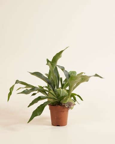 Platycerium Corne d'élan Bifurcatum