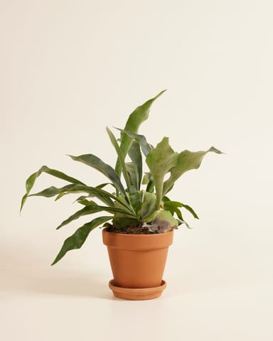 Platycerium Corne d'élan Bifurcatum
