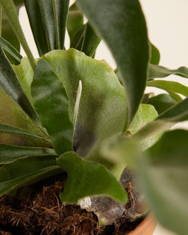 Platycerium Corne d'élan Bifurcatum