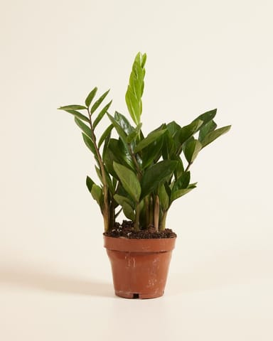 Zamioculcas ZZ-plant Zamiifolia