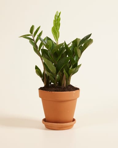 Zamioculcas ZZ-plant Zamiifolia