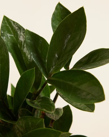 Zamioculcas ZZ-plant Zamiifolia
