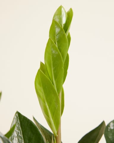 Zamioculcas ZZ-plant Zamiifolia