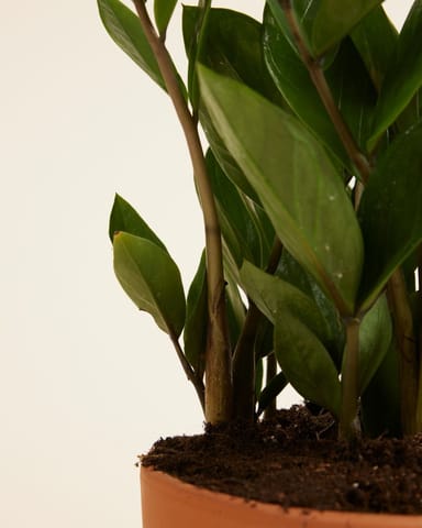 Zamioculcas ZZ-plant Zamiifolia