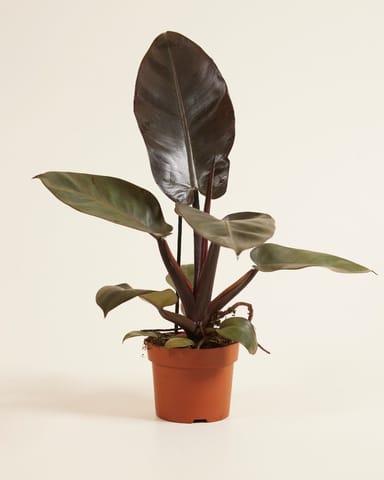 Philodendron Black Cardinal