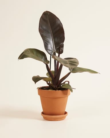 Philodendron Black Cardinal