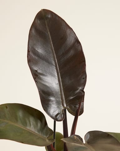 Philodendron Black Cardinal