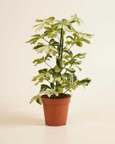 Schefflera Vingersboom Charlotte